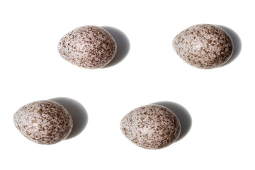 Fototapeta na wymiar Locustella luscinioides. The eggs of the Savi's Warbler in front of white background, isolated..