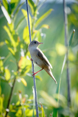 Savi's Warbler (Locustella luscinioides)