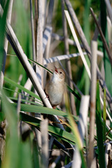 Savi's Warbler (Locustella luscinioides)