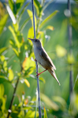 Savi's Warbler (Locustella luscinioides)