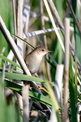 Savi's Warbler (Locustella luscinioides)