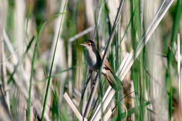 Savi's Warbler (Locustella luscinioides)