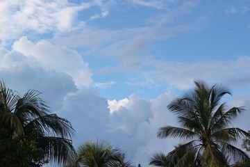 Fototapeta na wymiar Blue sky, white clouds and exotic palm trees