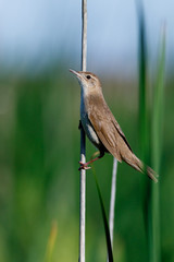 Savi's Warbler (Locustella luscinioides)