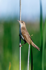 Savi's Warbler (Locustella luscinioides)