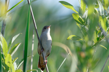 Savi's Warbler (Locustella luscinioides)