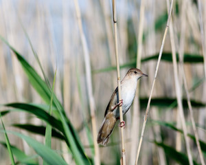 Savi's Warbler (Locustella luscinioides)