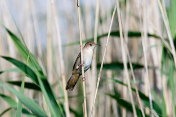 Savi's Warbler (Locustella luscinioides)