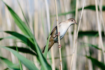 Savi's Warbler (Locustella luscinioides)