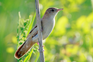 Savi's Warbler (Locustella luscinioides)