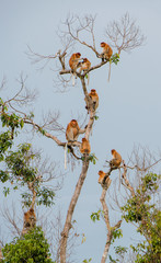 Family of Proboscis Monkeys sitting on a tree in the wild green rainforest on Borneo Island. The proboscis monkey (Nasalis larvatus) or long-nosed monkey, known as the bekantan in Indonesia