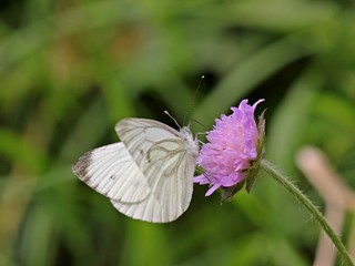 Rapsweißling (Pieris napi) auf Tauben-Skabiose (Scabiosa columbaria)
