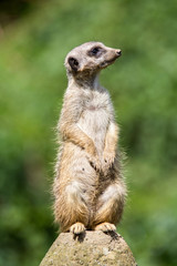 meerkat on rock 2