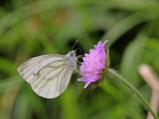 Rapsweißling (Pieris napi) auf Tauben-Skabiose (Scabiosa columbaria)

