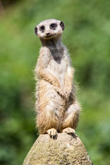 meerkat on rock 3
