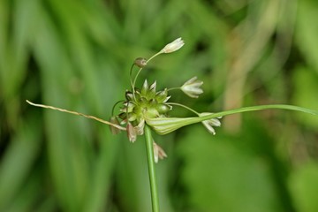 Fruchtstand des Kohl-Lauchs (Allium oleraceum)