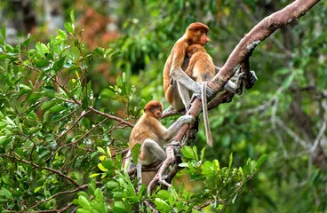 Abwaschbare Fototapete Affe Ein weiblicher Nasenaffe (Nasalis Larvatus) mit einem Jungen in einem natürlichen Lebensraum. Langnasenaffe, in Indonesien als Bekantan bekannt. Endemisch auf der südostasiatischen Insel Borneo. Indonesien