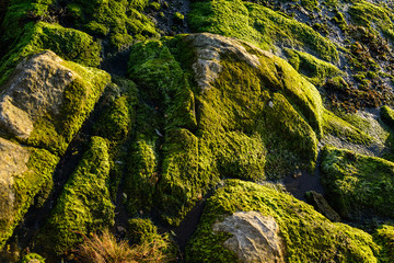 Rocks covered with green moss