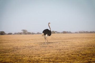 A beautiful Ostrich in Savannah plains in Ngorongoro