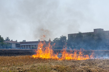 Close up to a Wheat field in flames Blackened and completely burnt