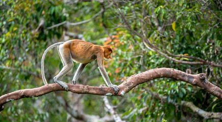 Proboscis Monkey on a tree in the wild green rainforest on Borneo Island. The proboscis monkey (Nasalis larvatus) or long-nosed monkey, known as the bekantan in Indonesia