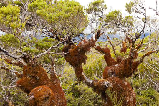 Fototapeta Mountain beech rain forest in Fjordland NP NZ