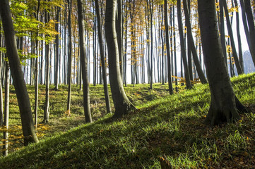 Fototapeta premium Herbstwald, Rotbuche, fagus sylvatica, Österreich, Wien, Wiener