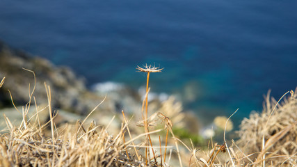 FIore secco con sfocatura © Nicola