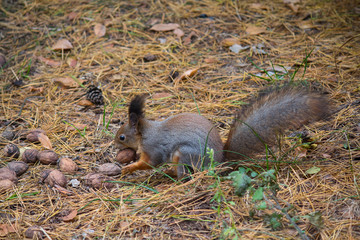 Squirrel eating nuts in the park. Animals