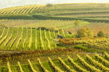 Fototapeta na wymiar Wachau, herbstlicher Weingarten, Österreich, Niederösterreich,