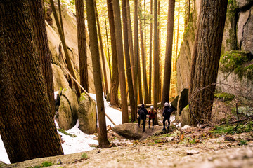 Through the Trees