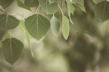 Soft Light on Trembling Aspen leaves