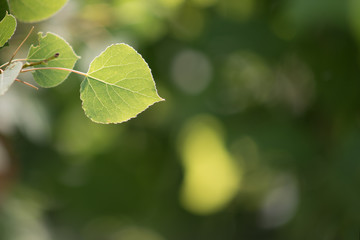 Sunlit Trembling Aspen Leaf