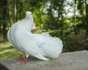 Beautiful white bird dove