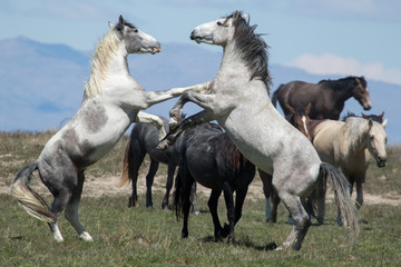 Wild mustang horses sparing in the desert