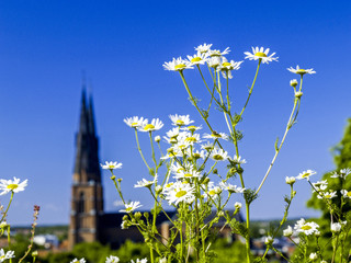 Uppsala, Domkyrkan, Domkirche, Schweden, Uppland
