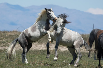 Obraz premium Dziki mustang oszczędzający na pustyni