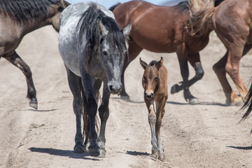 Wild horse mother and foal walking together