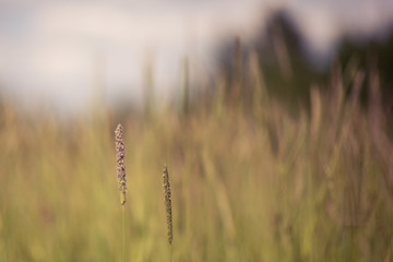 Timothy Grass Seedheads and Grassland