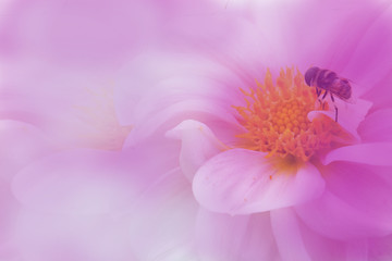 colorful of dahlia and green leaf with sun light,isolated on pink