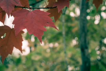 Close View of Red Maple Leaves