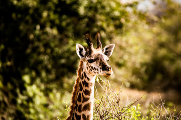 Giraffe head against a green background with trees