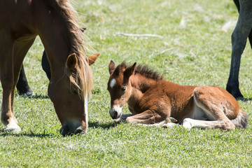 Young wild mustang laying in grass