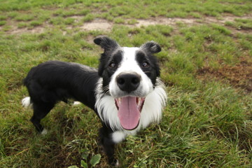 Fototapeta premium Border collie selfie