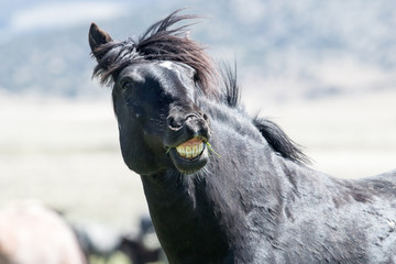 Wild mustang showing teeth with smile