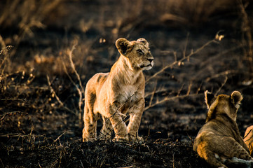 Lion cub striking a king pose