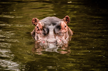 Fototapeta premium Hippo head peaking out of the water