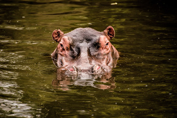 Hippo head peaking out of the water