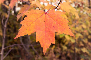 Single Maple Leaf in Fall