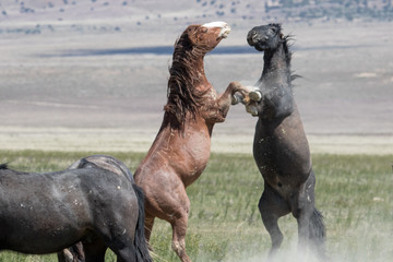 Wild mustang horses sparing in the desert